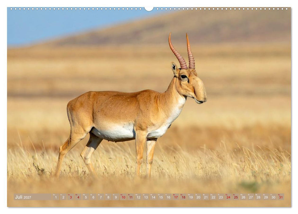 Antilopenzauber (CALVENDO Premium Wandkalender 2027)