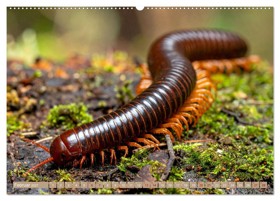 Gruseltiere (CALVENDO Premium Wandkalender 2027)