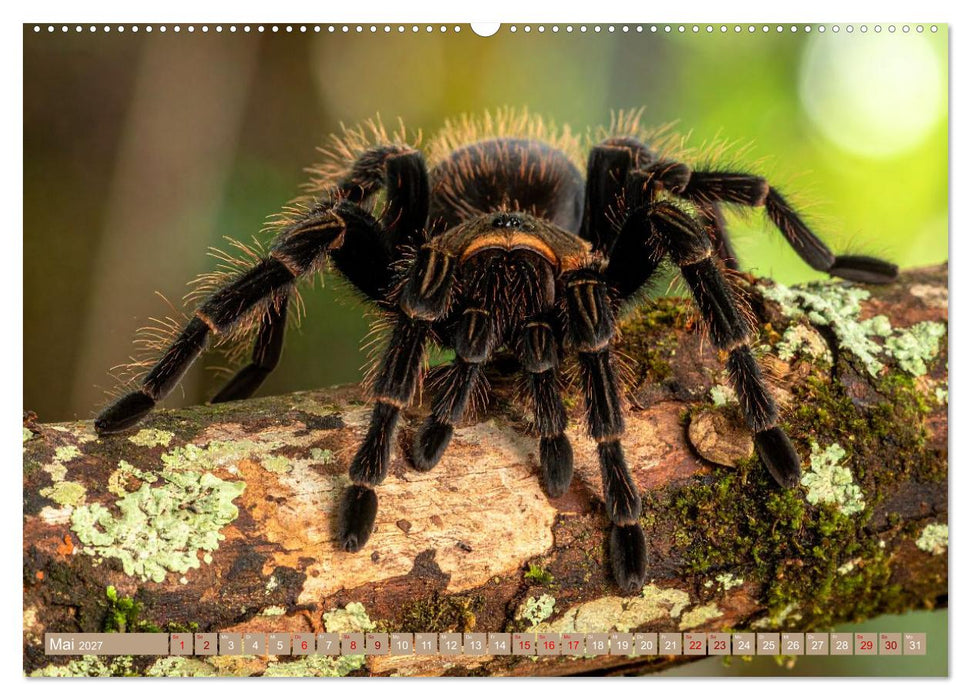 Gruseltiere (CALVENDO Premium Wandkalender 2027)