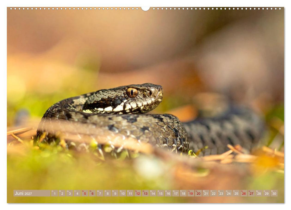 Gruseltiere (CALVENDO Premium Wandkalender 2027)