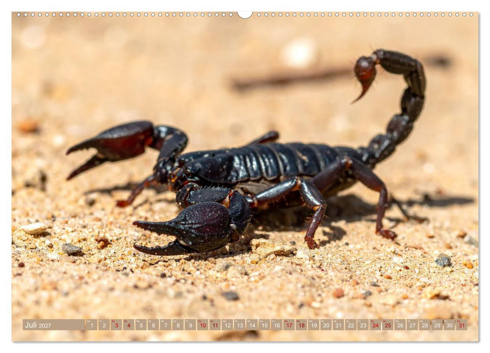 Gruseltiere (CALVENDO Premium Wandkalender 2027)