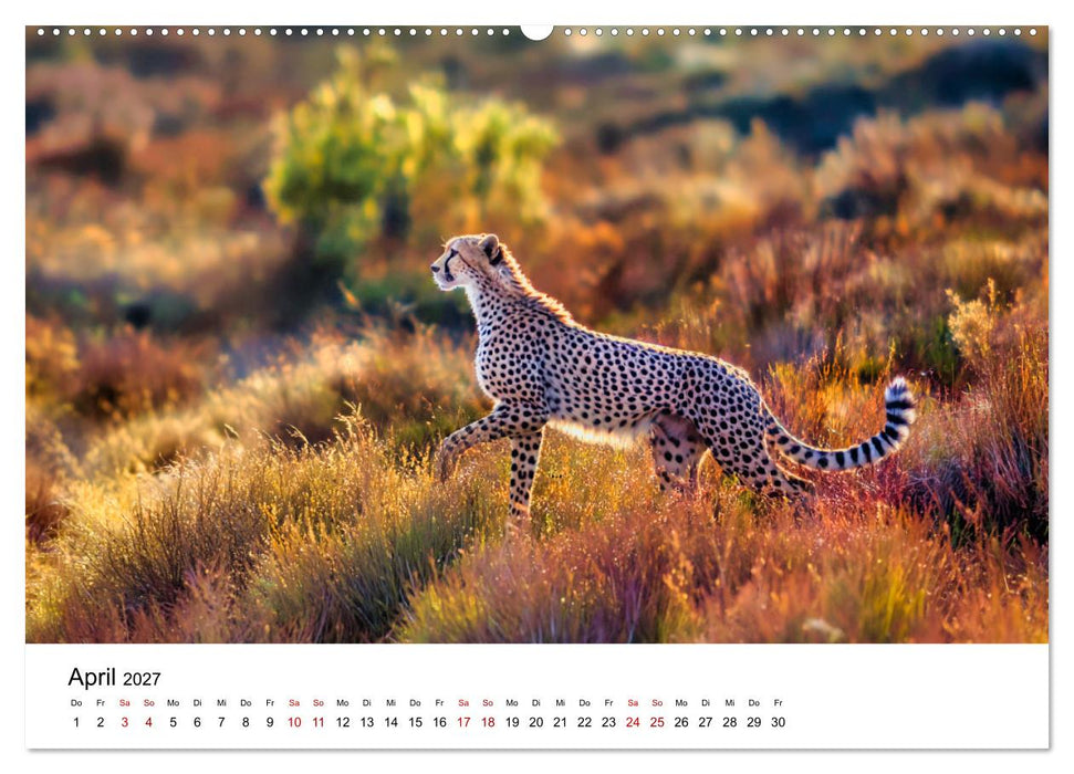 Eleganz und Instinkt - die beeindruckende Welt der Geparden (CALVENDO Wandkalender 2027)