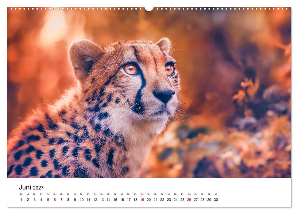 Eleganz und Instinkt - die beeindruckende Welt der Geparden (CALVENDO Wandkalender 2027)