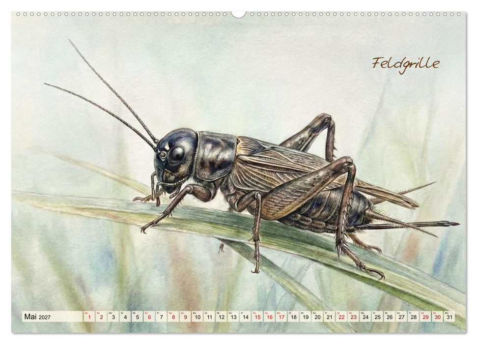 Kleine Wunder in Aquarell - Heimische Insekten kunstvoll illustriert (CALVENDO Wandkalender 2027)