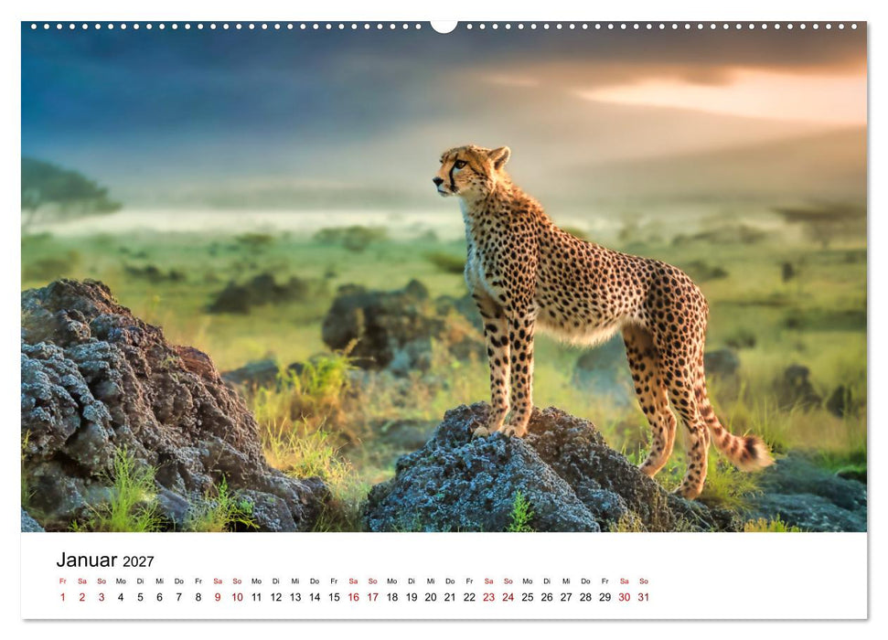 Eleganz und Instinkt - die beeindruckende Welt der Geparden (CALVENDO Premium Wandkalender 2027)