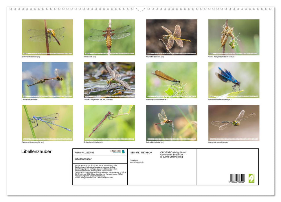 Libellenzauber (CALVENDO Wandkalender 2027)