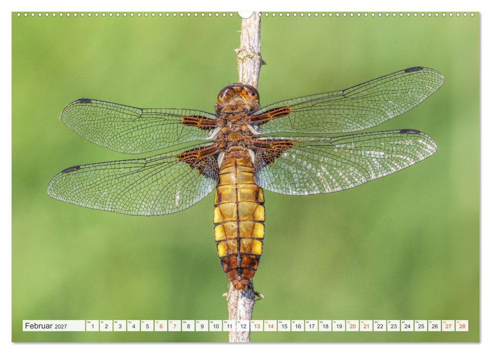 Libellenzauber (CALVENDO Wandkalender 2027)