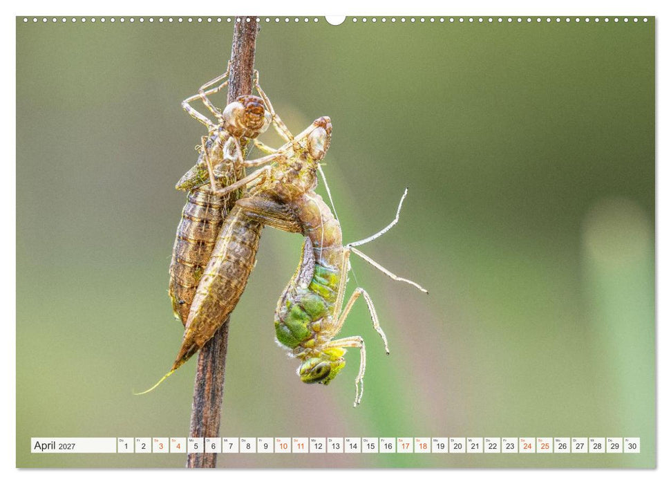 Libellenzauber (CALVENDO Wandkalender 2027)