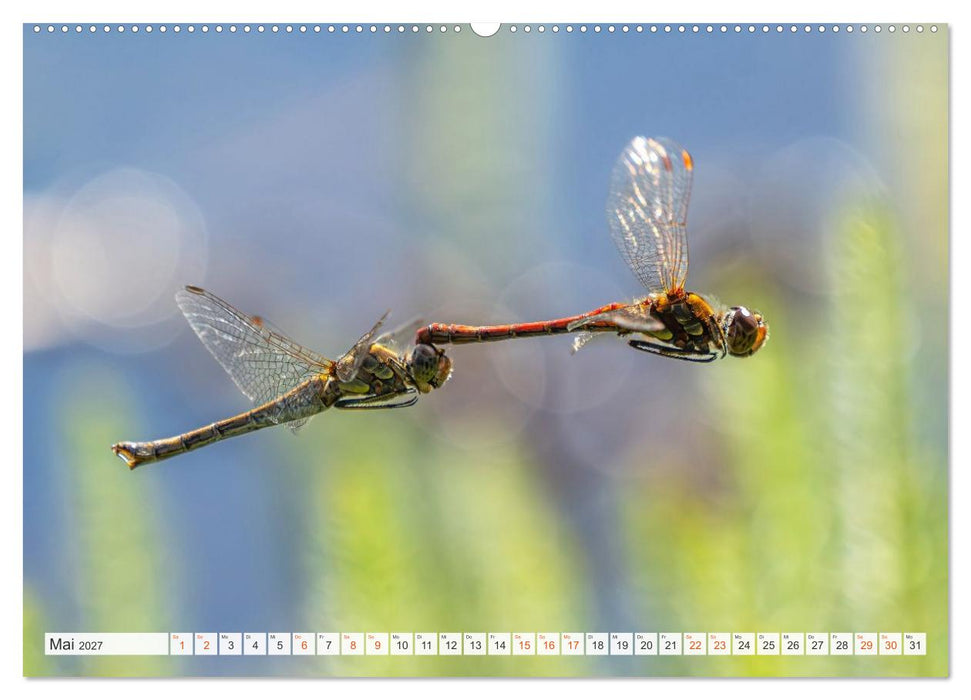 Libellenzauber (CALVENDO Wandkalender 2027)