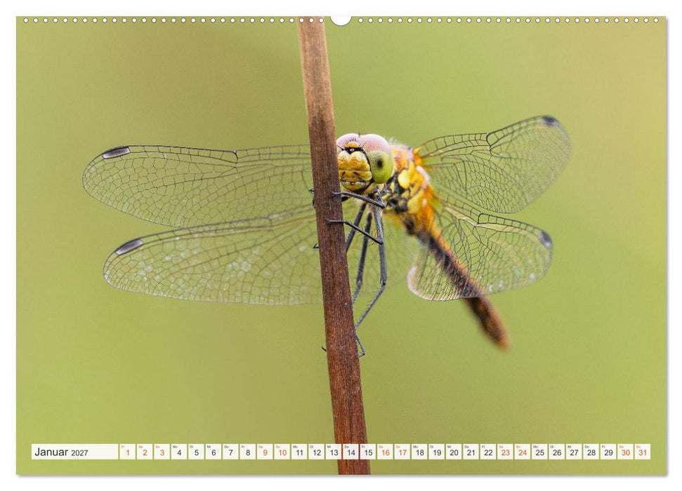 Libellenzauber (CALVENDO Premium Wandkalender 2027)