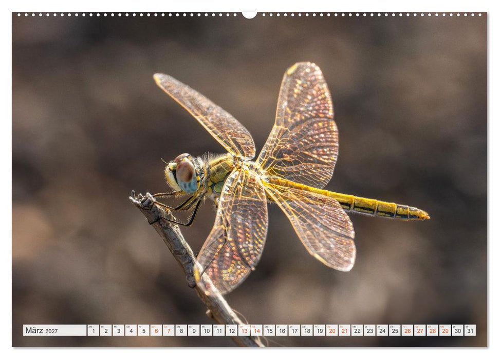 Libellenzauber (CALVENDO Premium Wandkalender 2027)