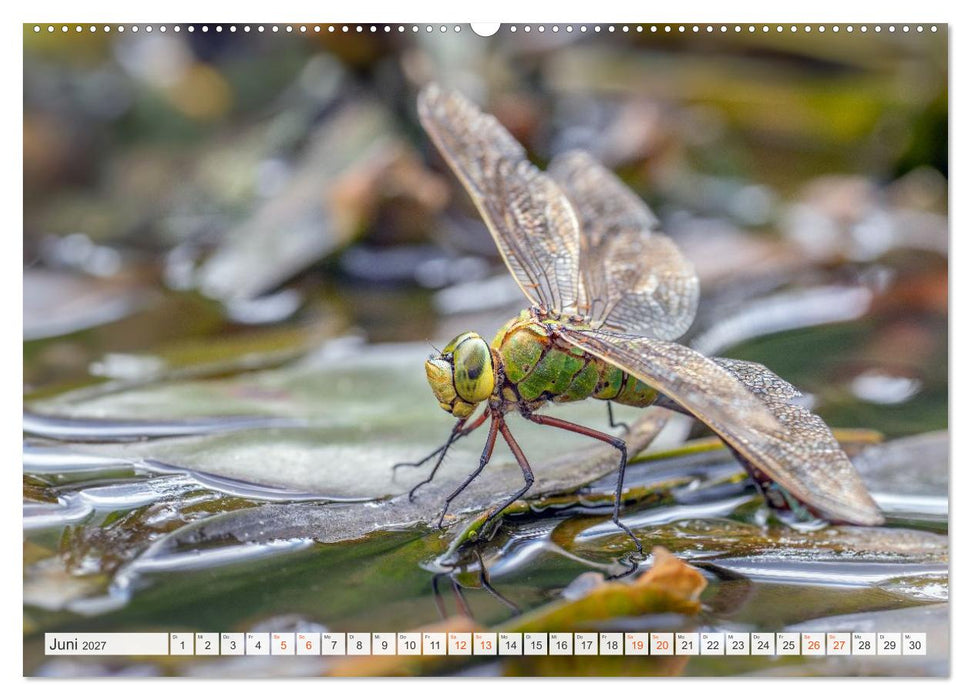 Libellenzauber (CALVENDO Premium Wandkalender 2027)