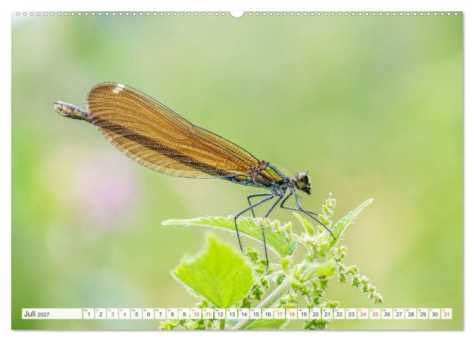 Libellenzauber (CALVENDO Premium Wandkalender 2027)