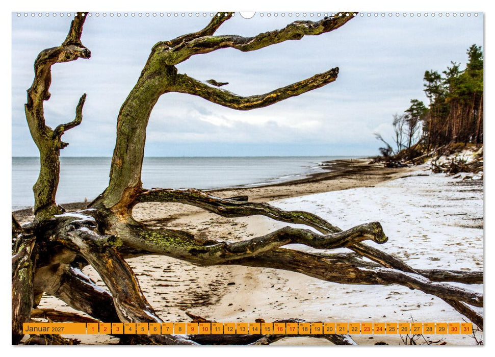 Wilder Darßer Weststrand (CALVENDO Premium Wandkalender 2027)