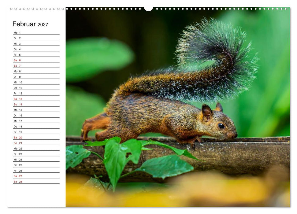 Costa Rica – Tierparadies im Regenwald (CALVENDO Premium Wandkalender 2027)