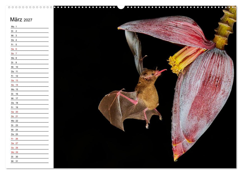 Costa Rica – Tierparadies im Regenwald (CALVENDO Premium Wandkalender 2027)