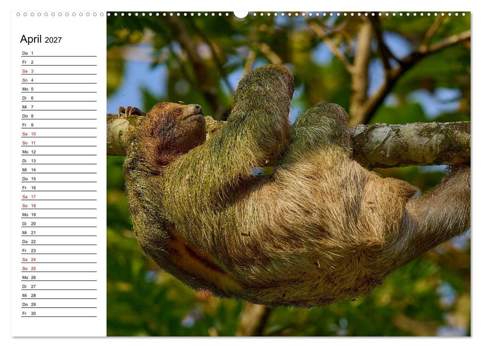 Costa Rica – Tierparadies im Regenwald (CALVENDO Premium Wandkalender 2027)