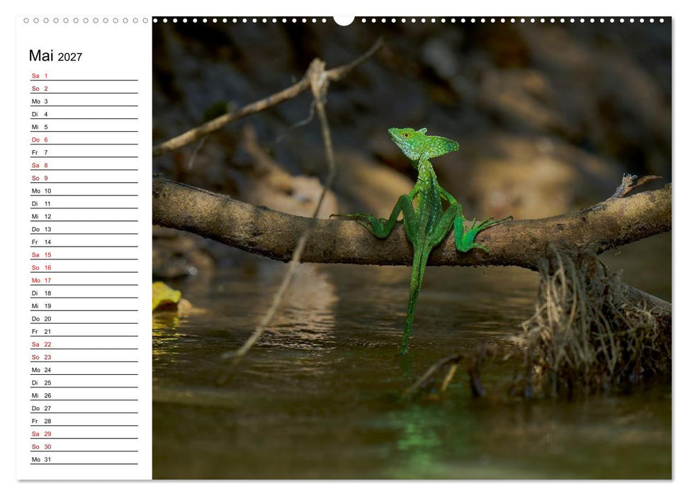 Costa Rica – Tierparadies im Regenwald (CALVENDO Premium Wandkalender 2027)