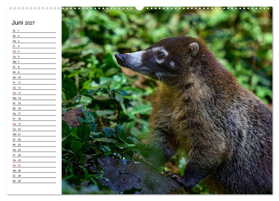 Costa Rica – Tierparadies im Regenwald (CALVENDO Premium Wandkalender 2027)