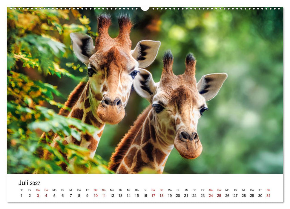 Sanfte Riesen - Giraffen in ihrer Welt (CALVENDO Premium Wandkalender 2027)