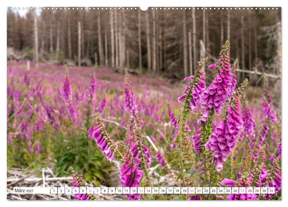 Deutschlands Regionen - der Harz (CALVENDO Wandkalender 2027)