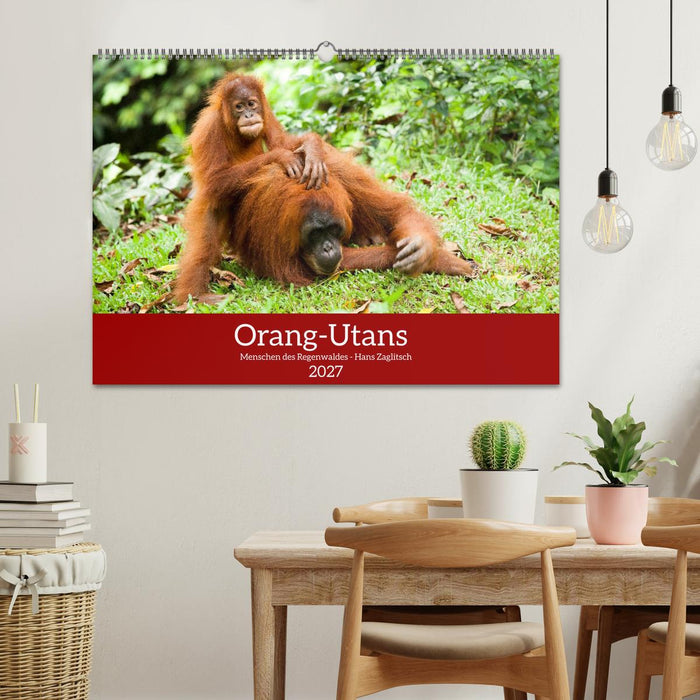 Orang-Utans - Menschen des Regenwaldes (CALVENDO Wandkalender 2027)