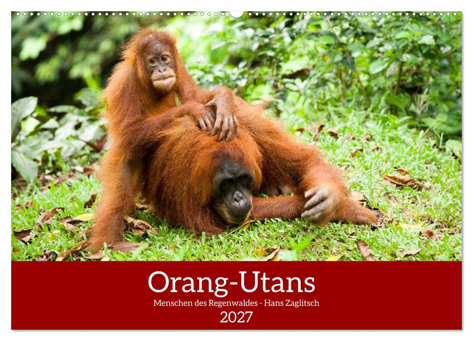 Orang-Utans - Menschen des Regenwaldes (CALVENDO Wandkalender 2027)