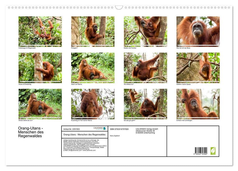 Orang-Utans - Menschen des Regenwaldes (CALVENDO Wandkalender 2027)
