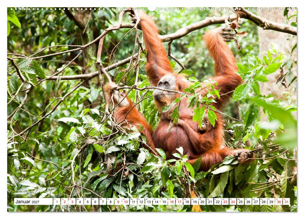 Orang-Utans - Menschen des Regenwaldes (CALVENDO Wandkalender 2027)