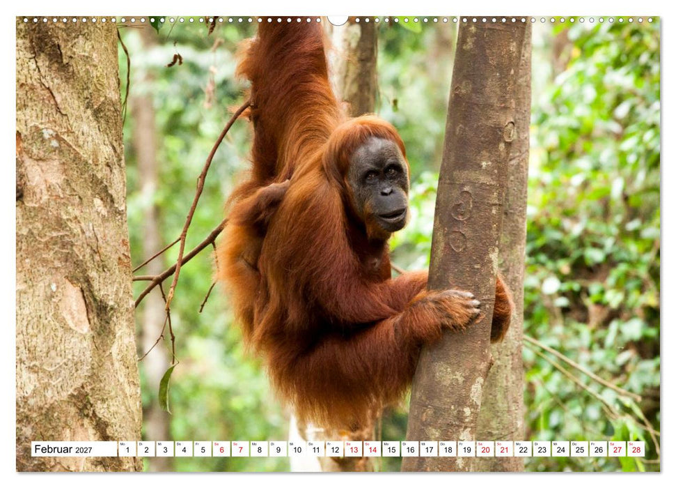Orang-Utans - Menschen des Regenwaldes (CALVENDO Wandkalender 2027)