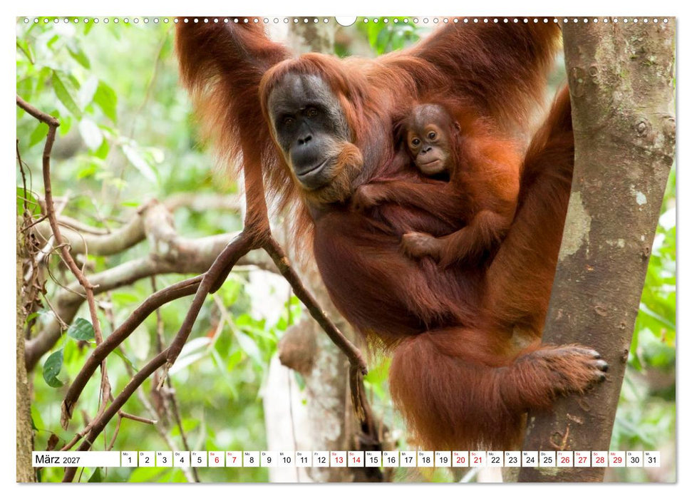 Orang-Utans - Menschen des Regenwaldes (CALVENDO Wandkalender 2027)