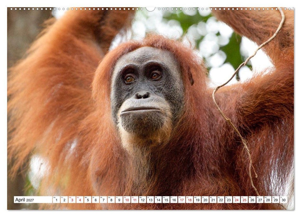 Orang-Utans - Menschen des Regenwaldes (CALVENDO Wandkalender 2027)
