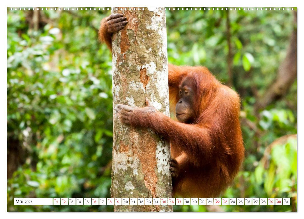 Orang-Utans - Menschen des Regenwaldes (CALVENDO Wandkalender 2027)
