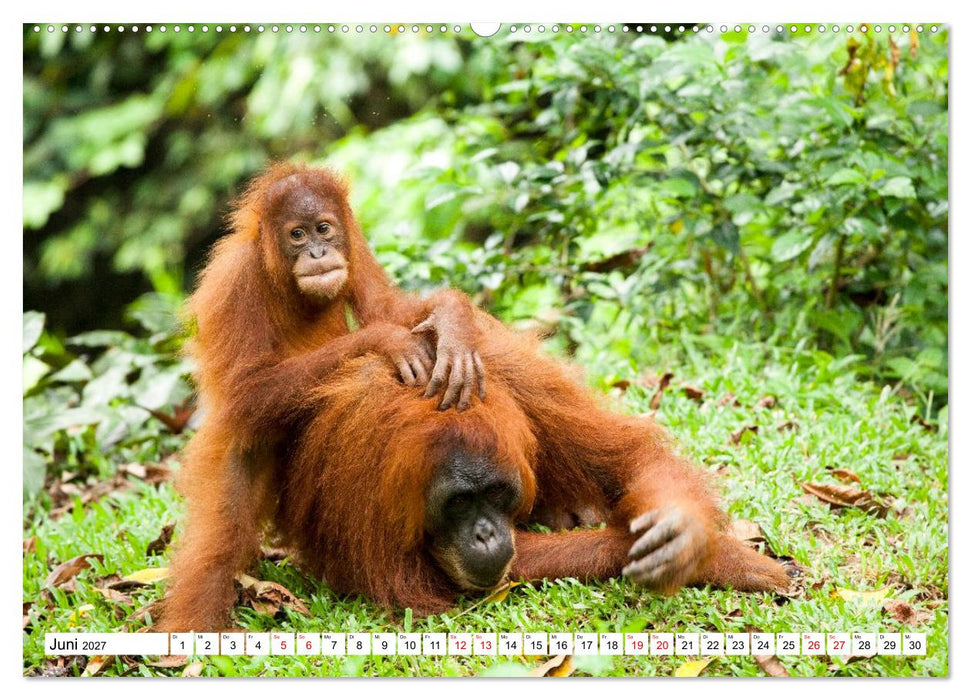 Orang-Utans - Menschen des Regenwaldes (CALVENDO Wandkalender 2027)