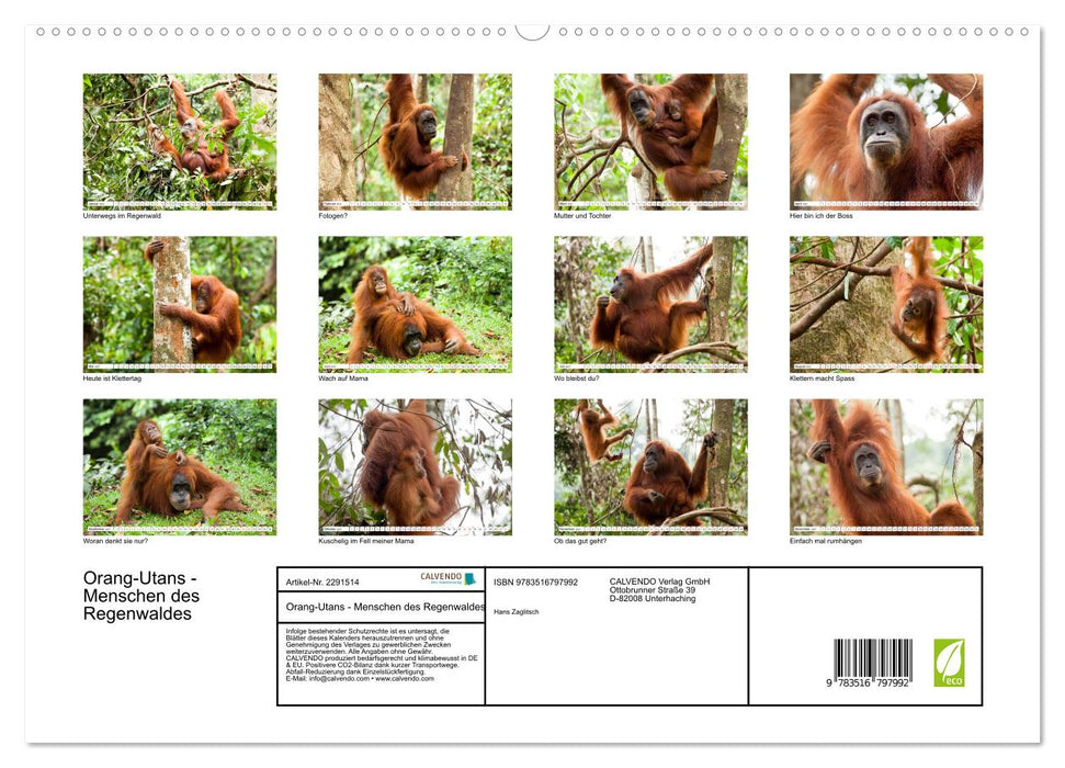 Orang-Utans - Menschen des Regenwaldes (CALVENDO Premium Wandkalender 2027)