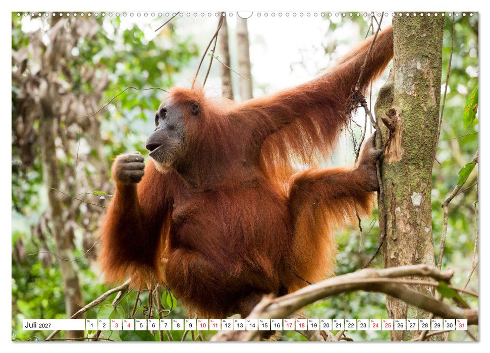 Orang-Utans - Menschen des Regenwaldes (CALVENDO Premium Wandkalender 2027)