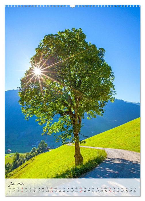 Meine schönsten Bäume (CALVENDO Premium Wandkalender 2027)