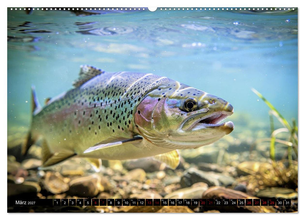 Forellen im Fluss (CALVENDO Wandkalender 2027)