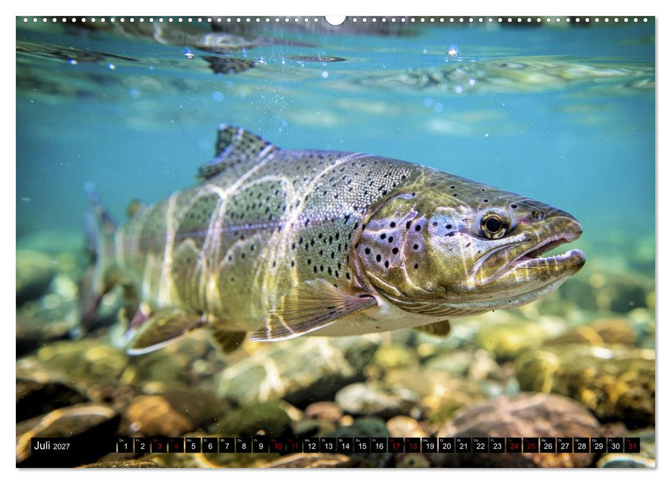 Forellen im Fluss (CALVENDO Premium Wandkalender 2027)