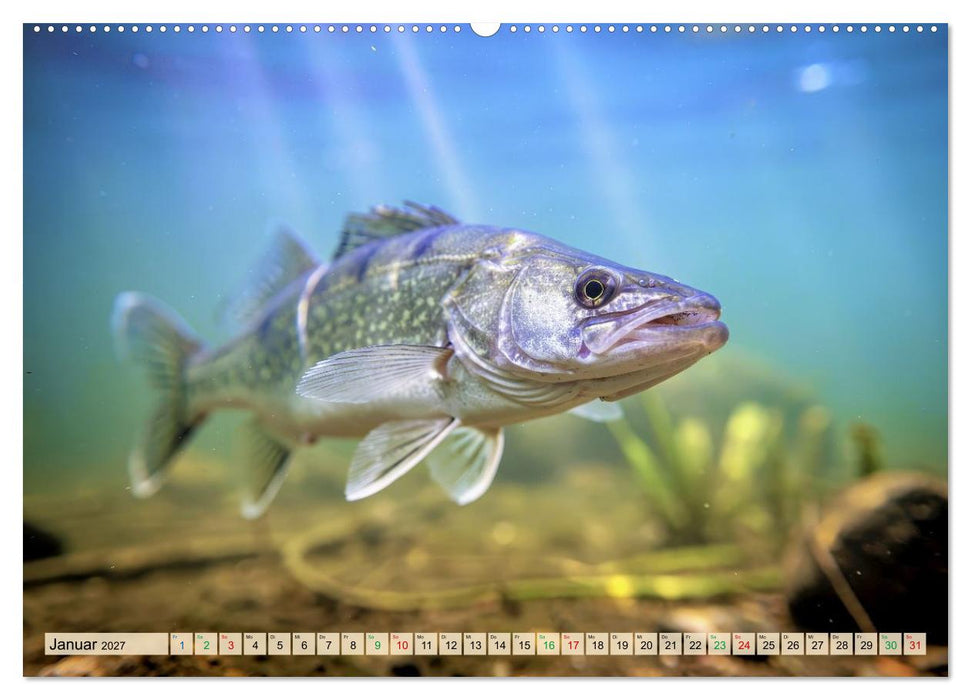 Zander im See (CALVENDO Premium Wandkalender 2027)