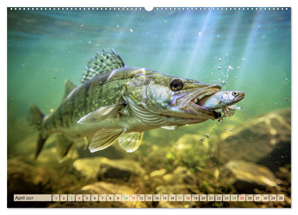 Zander im See (CALVENDO Premium Wandkalender 2027)