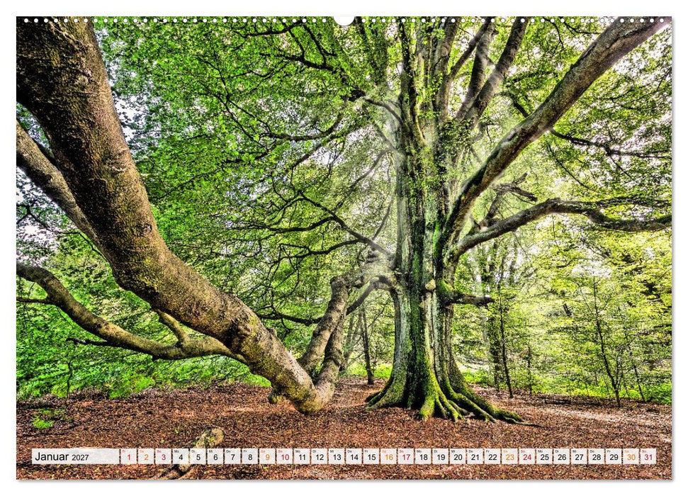 Naturpark Reinhardswald - Wo die Sababurg auf die Weser trifft (CALVENDO Premium Wandkalender 2027)