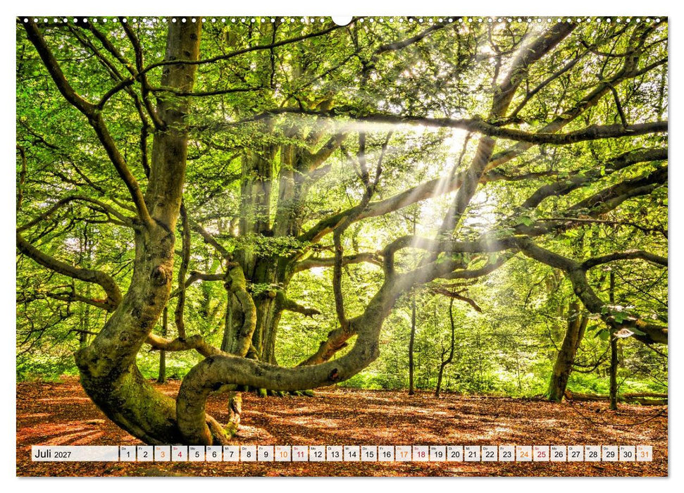 Naturpark Reinhardswald - Wo die Sababurg auf die Weser trifft (CALVENDO Premium Wandkalender 2027)