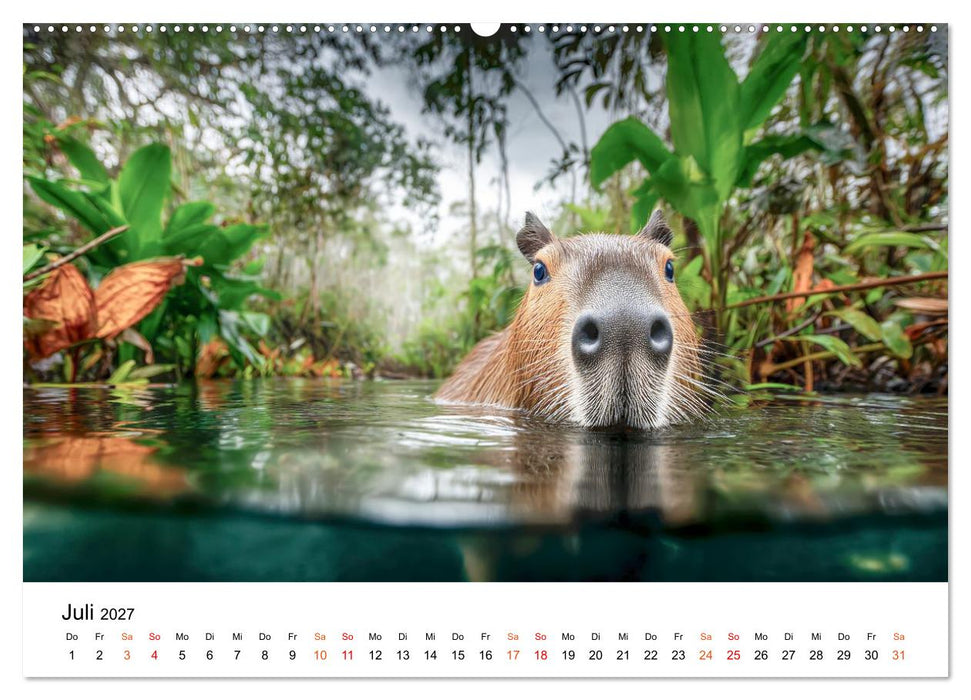 Capybara - die Ruhe als Lebensform (CALVENDO Premium Wandkalender 2027)