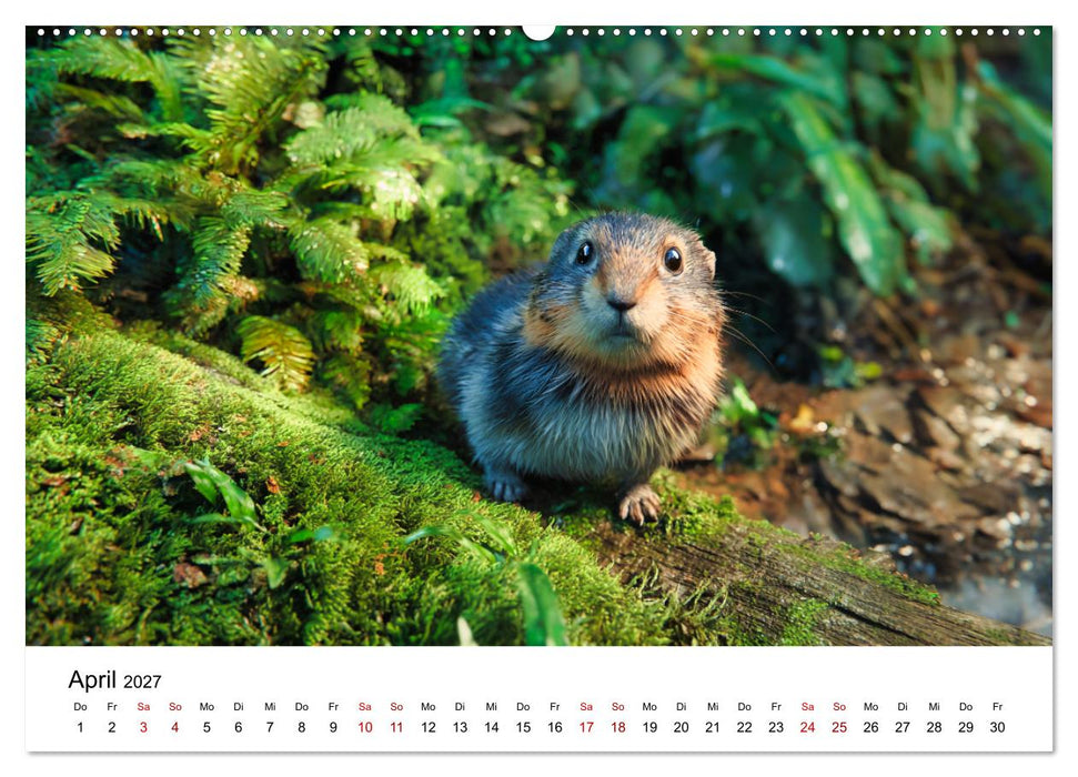 Lemminge - Kleine Helden der Tundra (CALVENDO Premium Wandkalender 2027)