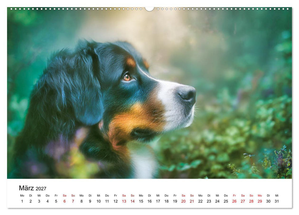 Stolz und Sanftmut - Berner Sennenhunde (CALVENDO Wandkalender 2027)
