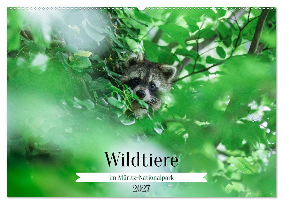 Wildtiere im Müritz-Nationalpark (CALVENDO Wandkalender 2027)