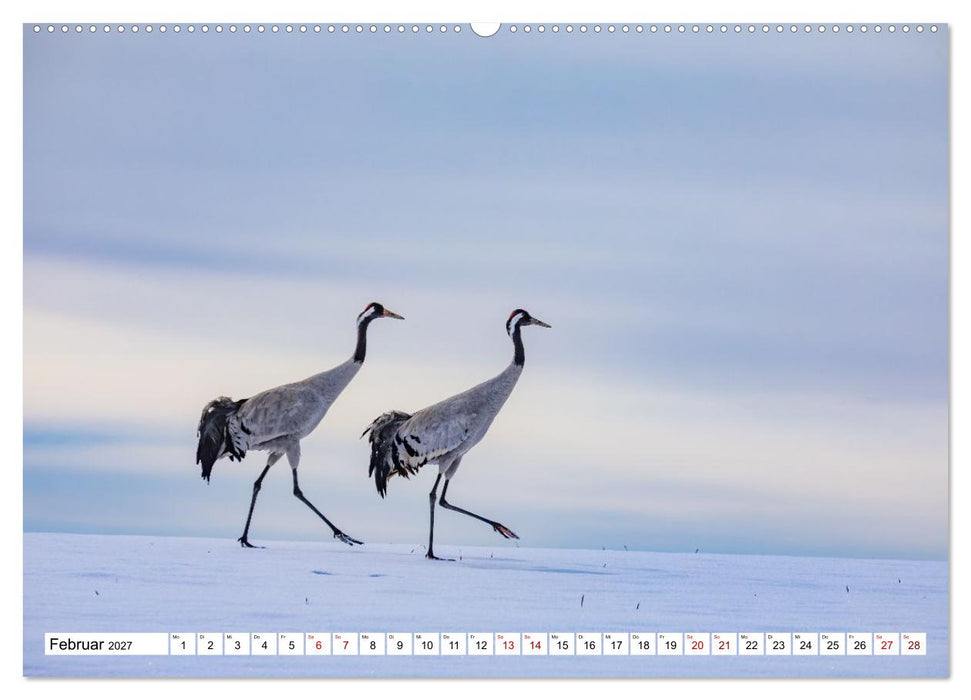 Wildtiere im Müritz-Nationalpark (CALVENDO Wandkalender 2027)