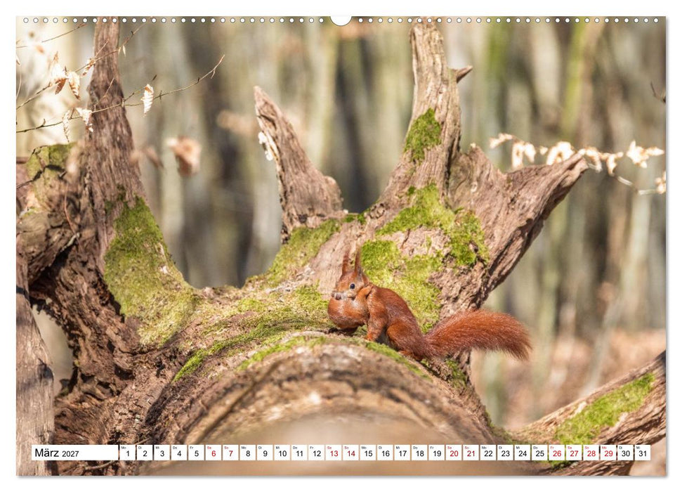 Wildtiere im Müritz-Nationalpark (CALVENDO Wandkalender 2027)