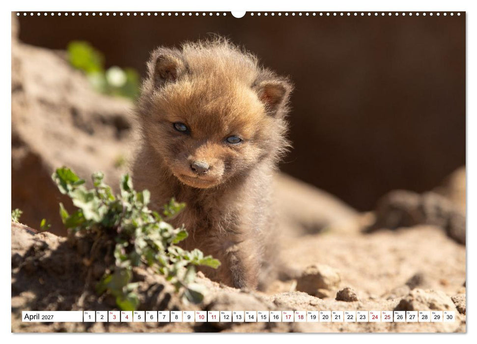 Wildtiere im Müritz-Nationalpark (CALVENDO Wandkalender 2027)